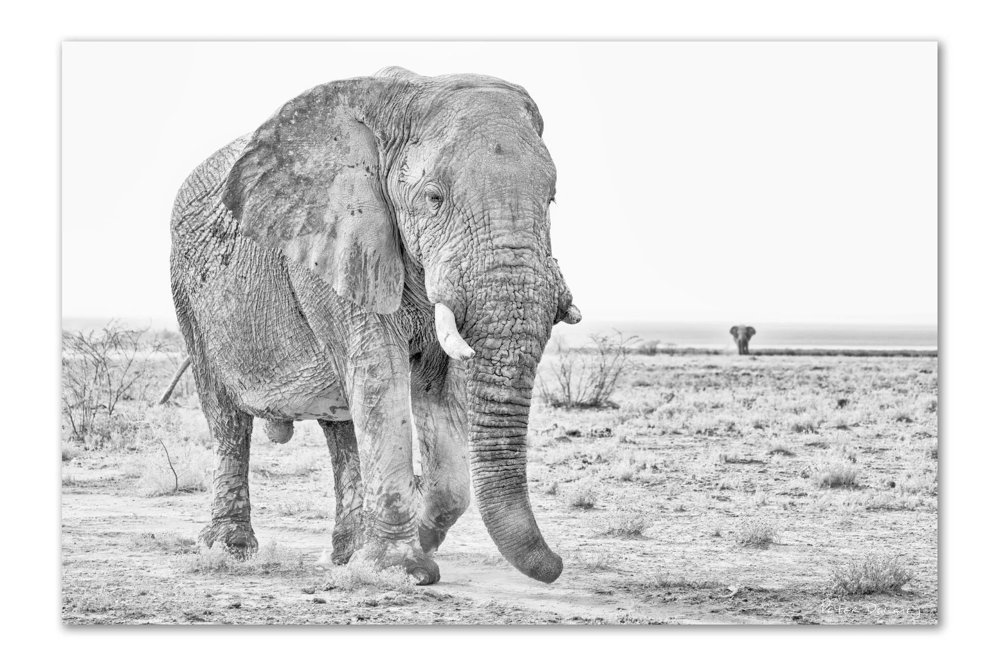 The Ancient One | Grey Ghost of Etosha Elephant Acrylic Print | Peter Delaney