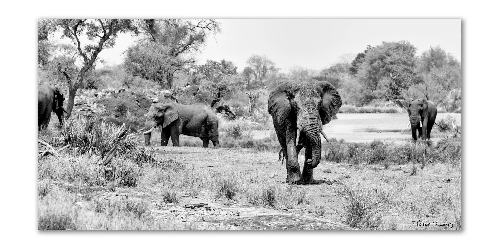 Elephant Oasis 2-1 -2026.jpg