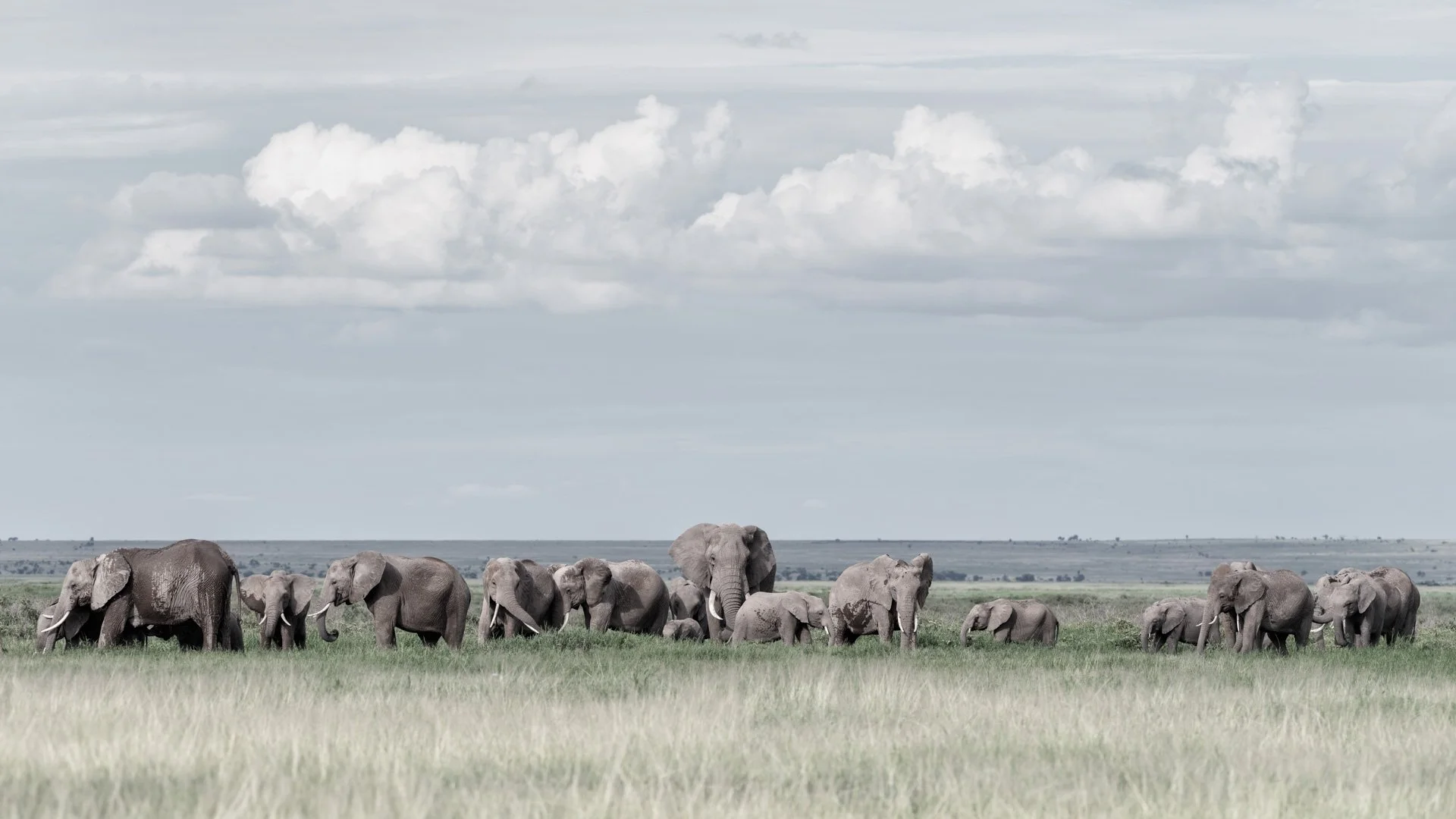 Large herd of elephants moving across the plains of Amboseli National Park with Mount Kilimanjaro and cloud-filled sky in the background
