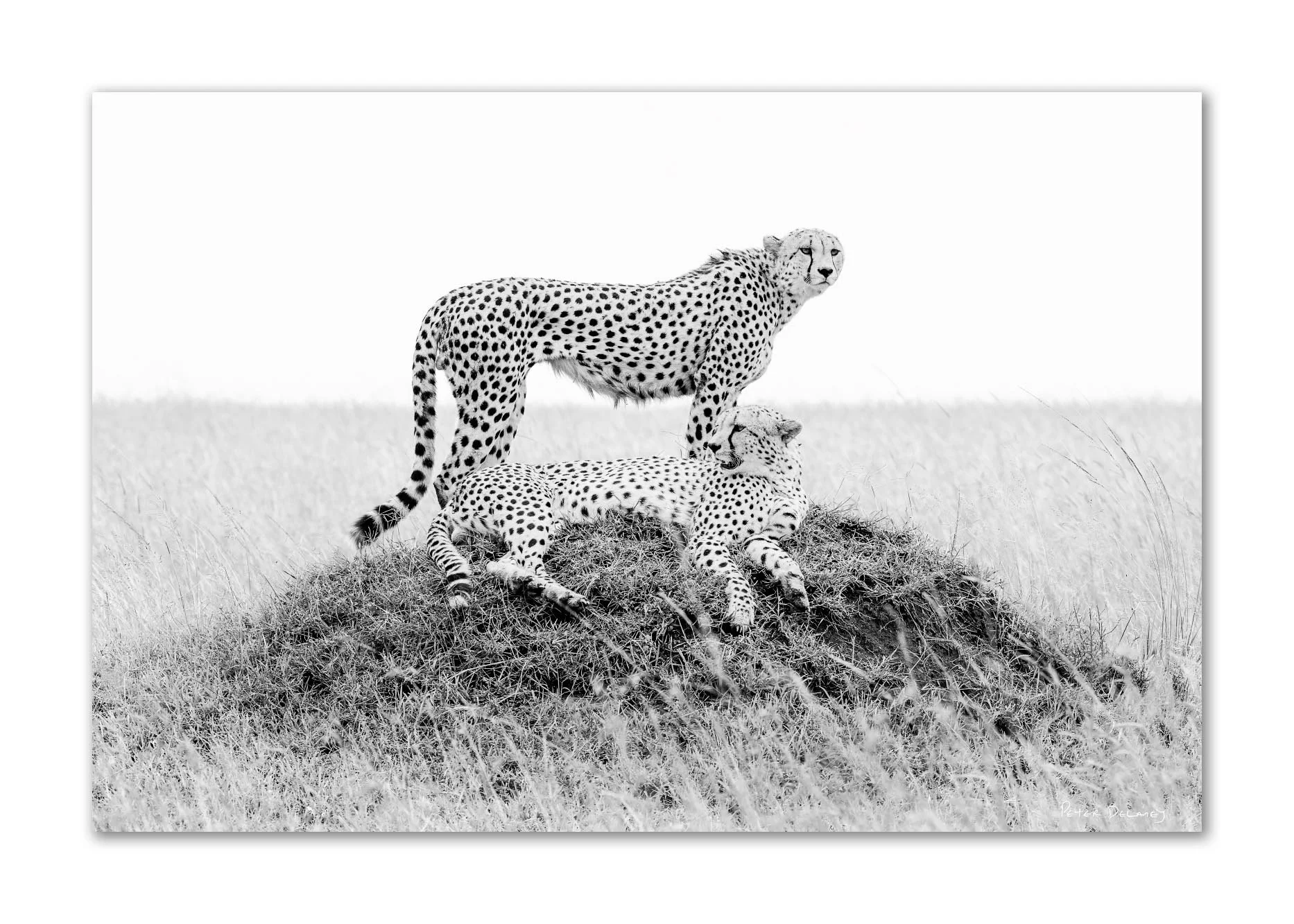 Black and white photograph of a cheetah standing on a small grassy mound with another cheetah lying down at its feet, both in a grassy landscape.