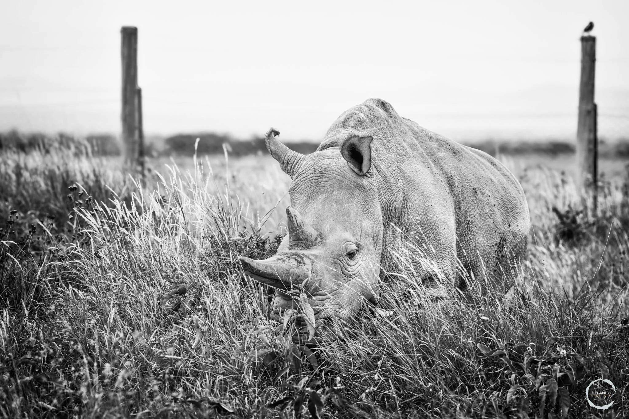 Najin Wildlife | Last Northern White Rhinos | Canvas Prints