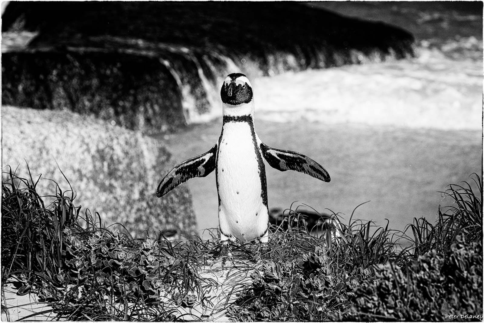 African Penguin