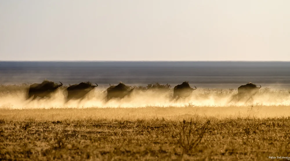 Wildebeest on Fire, FujiFilm XT-2, 100-400mm Lens