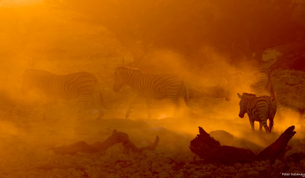 Zebras on Fire...