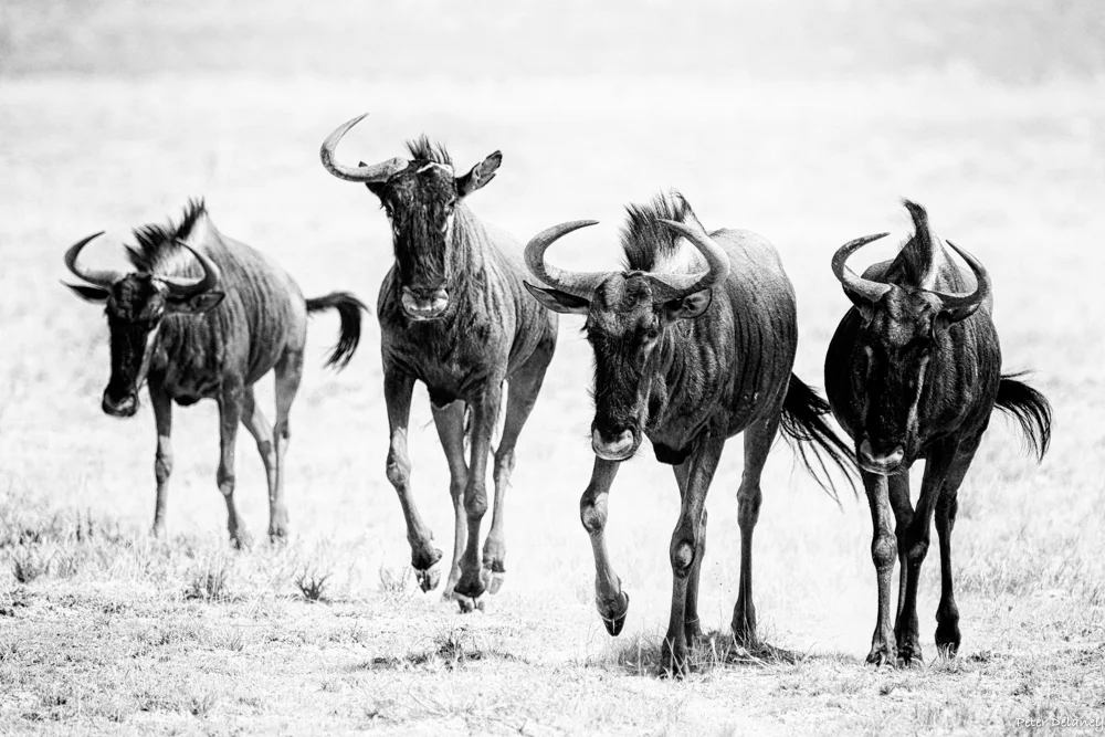 Wildebeest on the Run