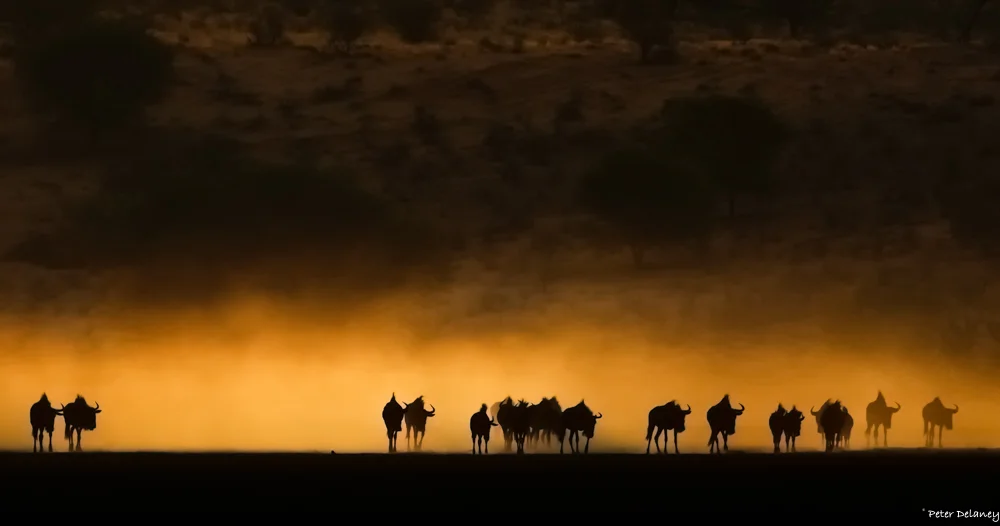 Wildebeest Trek