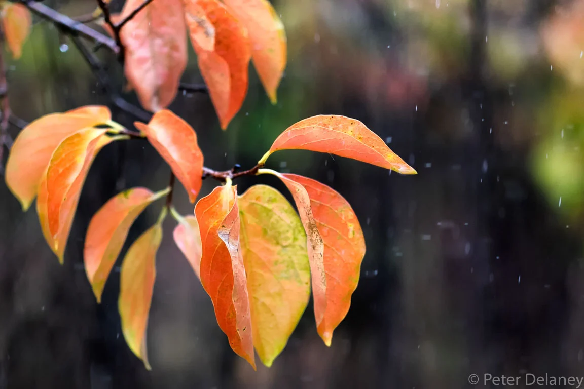 Autumnal Leaves in Rain,