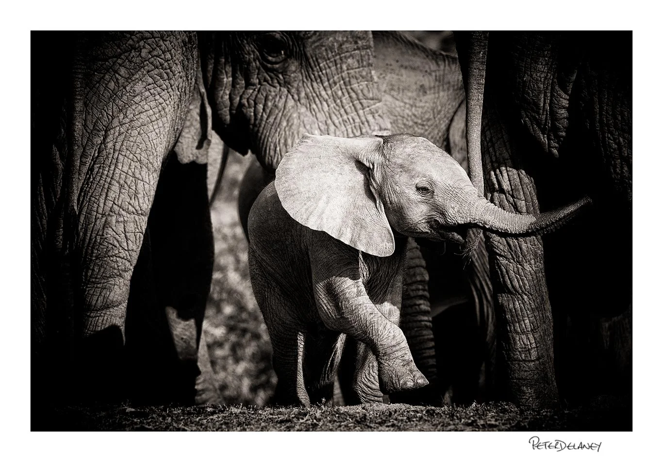"Spirited" Baby Elephant Playing under Mothers Watchful Gaze, FujiFilm XT-2, 100-400mm rested on a beanbag