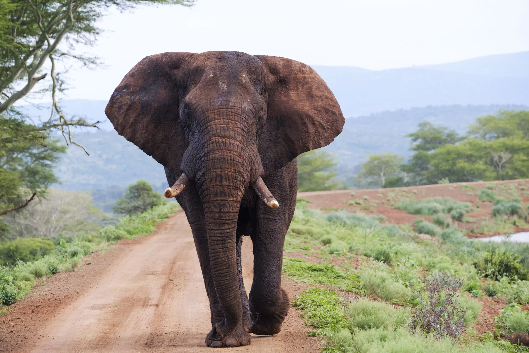 Bull Elephant