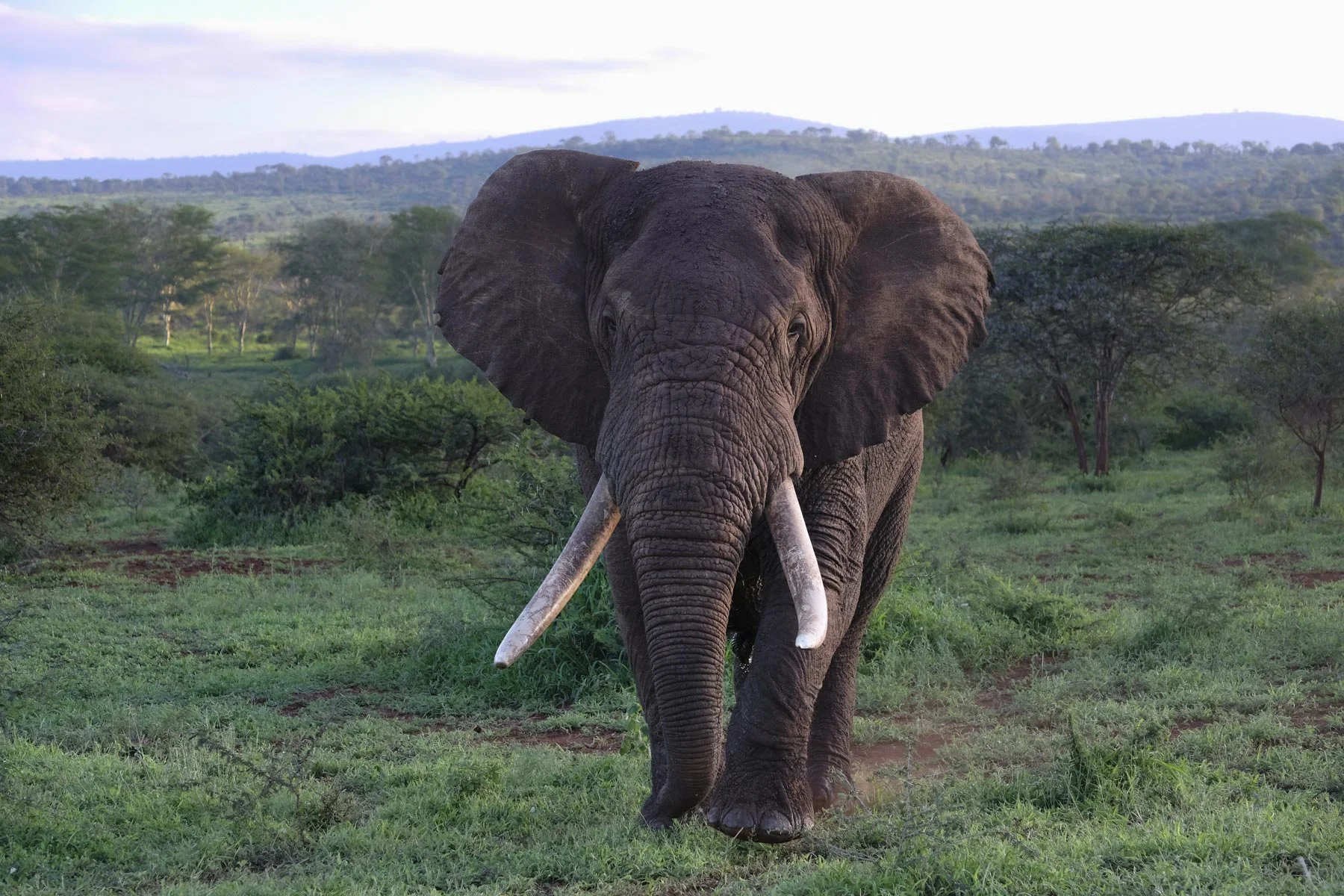 Bull Elephant Tusker