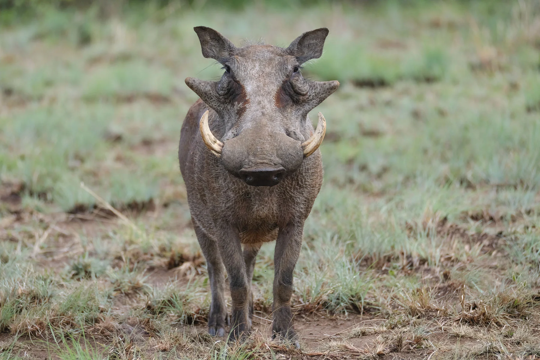 Warthog