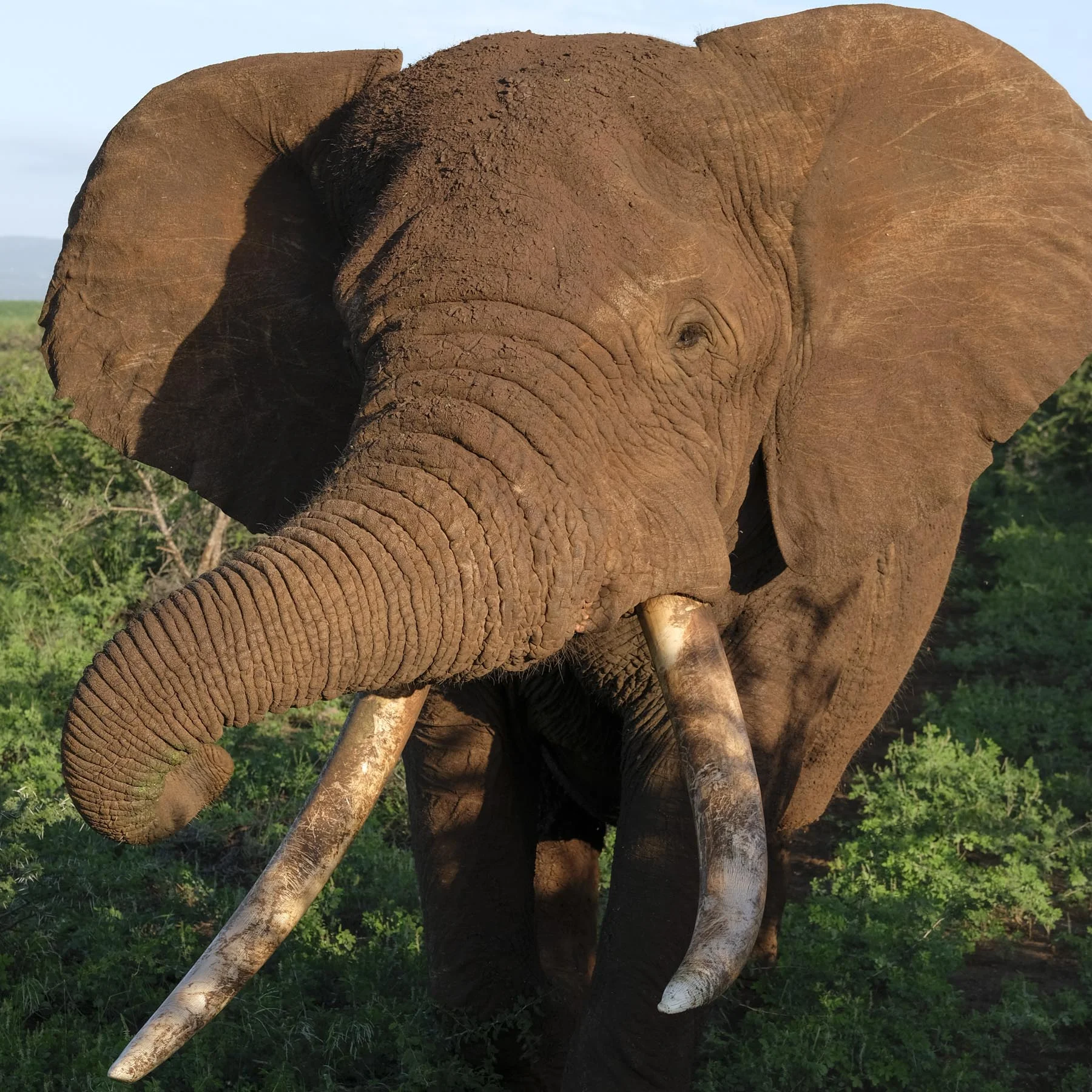 Close and Personal with a Big Tusker