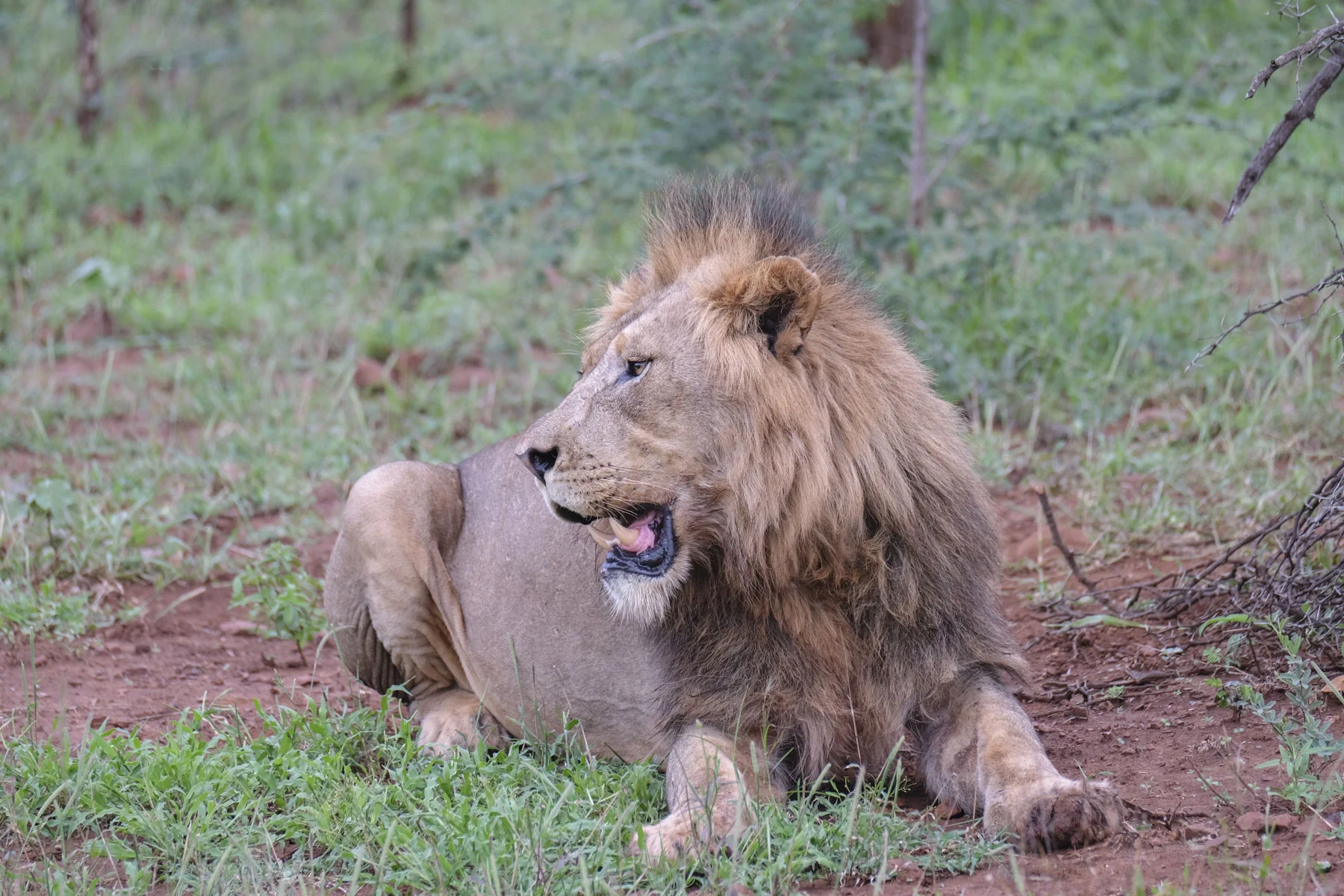 Lion Portrait