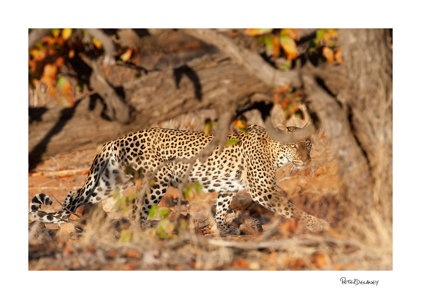 Leopard in Autumn Colours