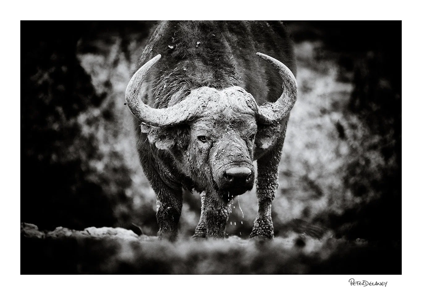 African Buffalo FujiFilm XT-2, 100-400mm Lens