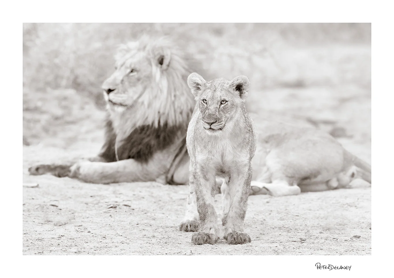 Kalahari Lions | African Wildlife Prints