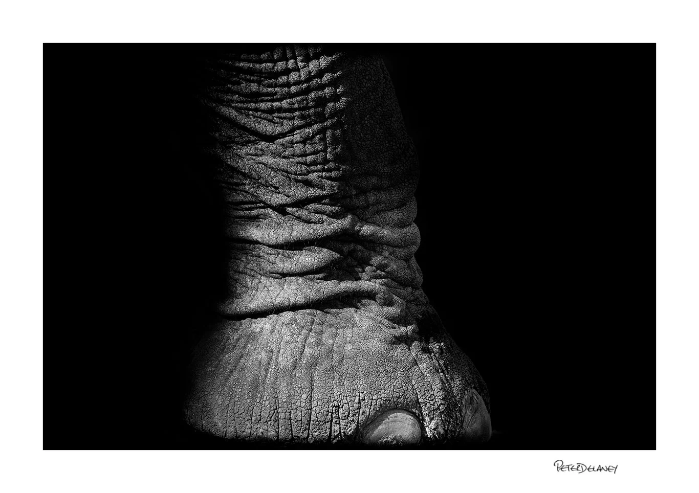 Elephant Foot.jpg