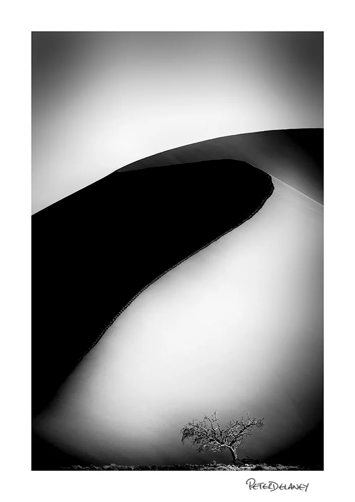 Dune-45-Tree-BW-2018-.jpg