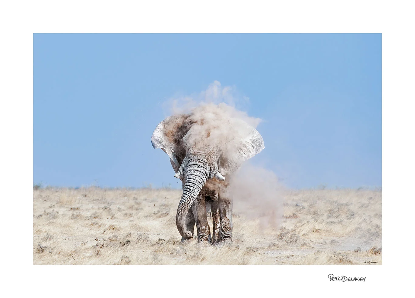Godfather-Bull-Elephant.jpg