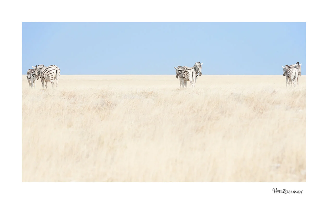 Zebra Symmetry.jpg