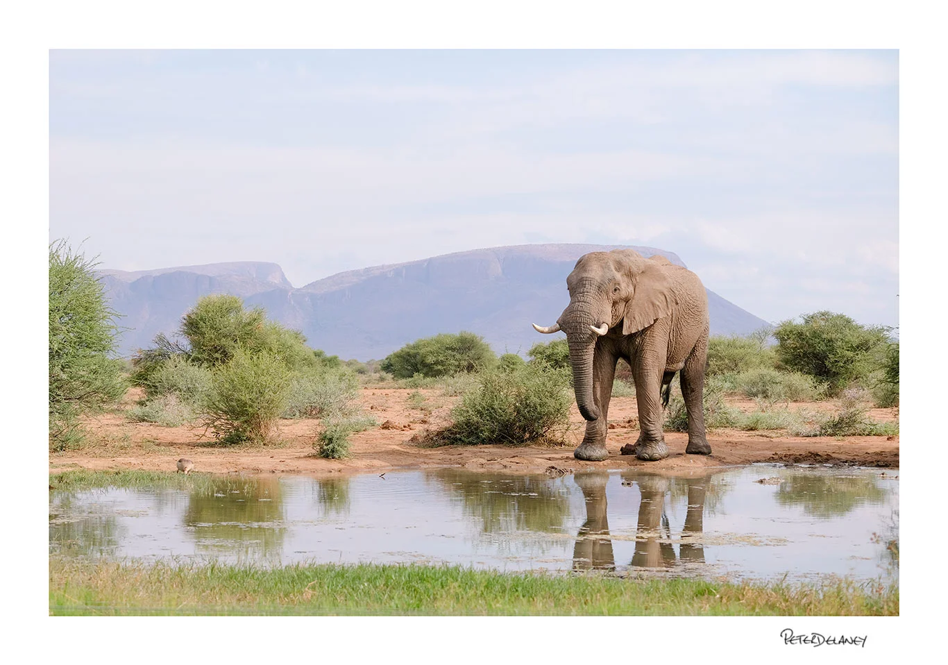 Elephant bull mountains.jpg