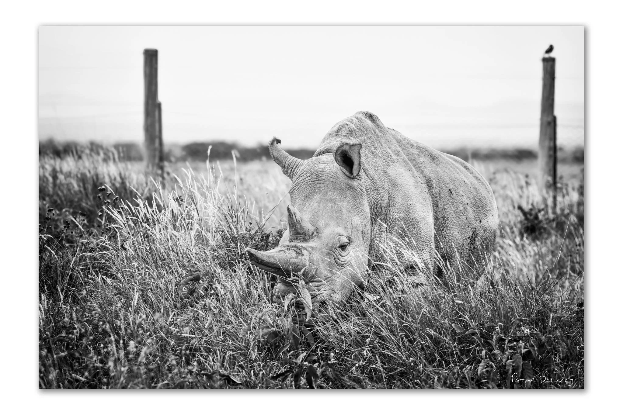 Black and white fine art portrait of Najin one of the last northern white rhinos, Ol Pejeta Conservancy Kenya — endangered wildlife photography Peter Delaney