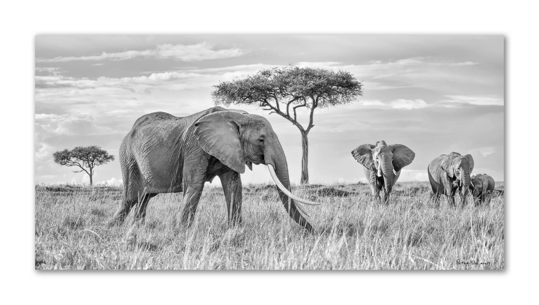 Queen of the Mara and Family Master Print.jpg