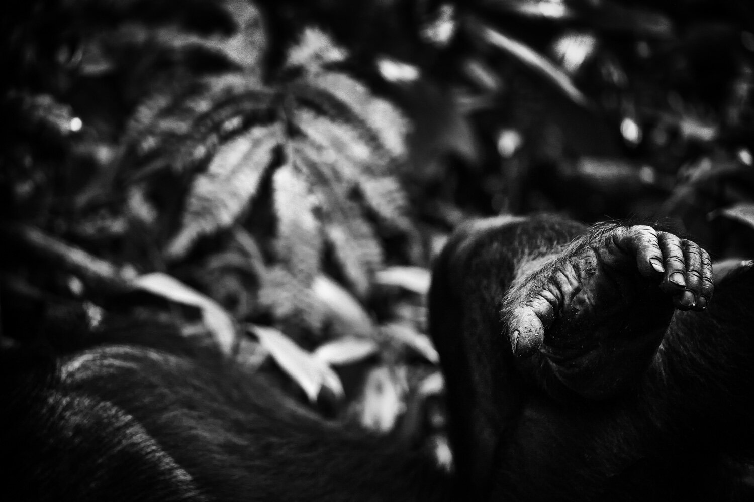 _-Wildlife-Gallery-Apes-3.jpg