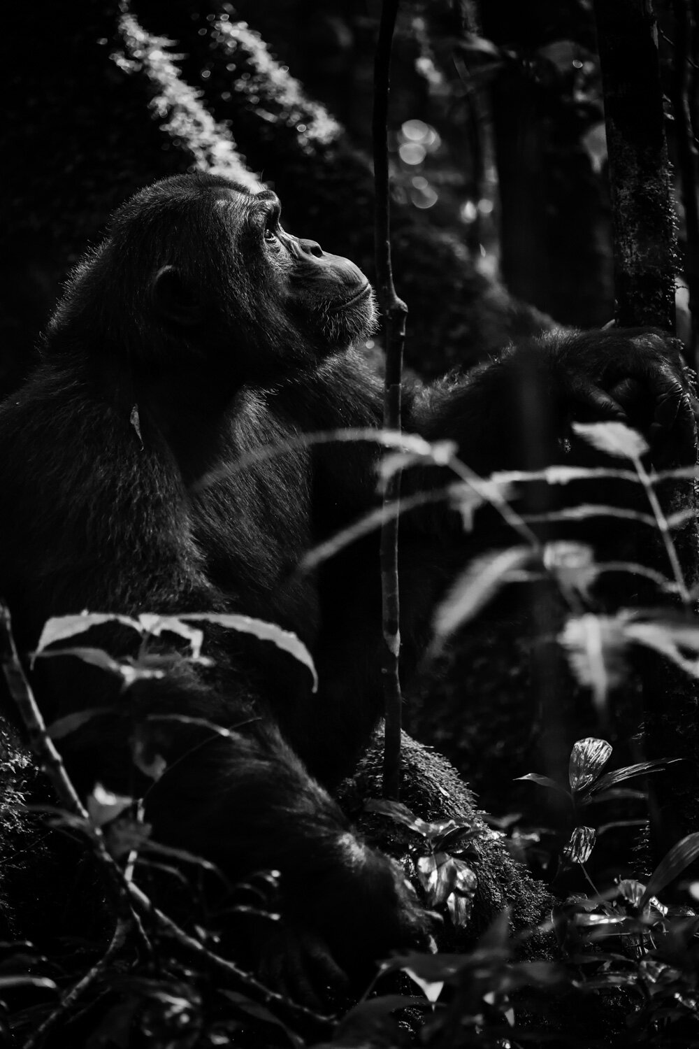 _-Wildlife-Gallery-Apes-2.jpg