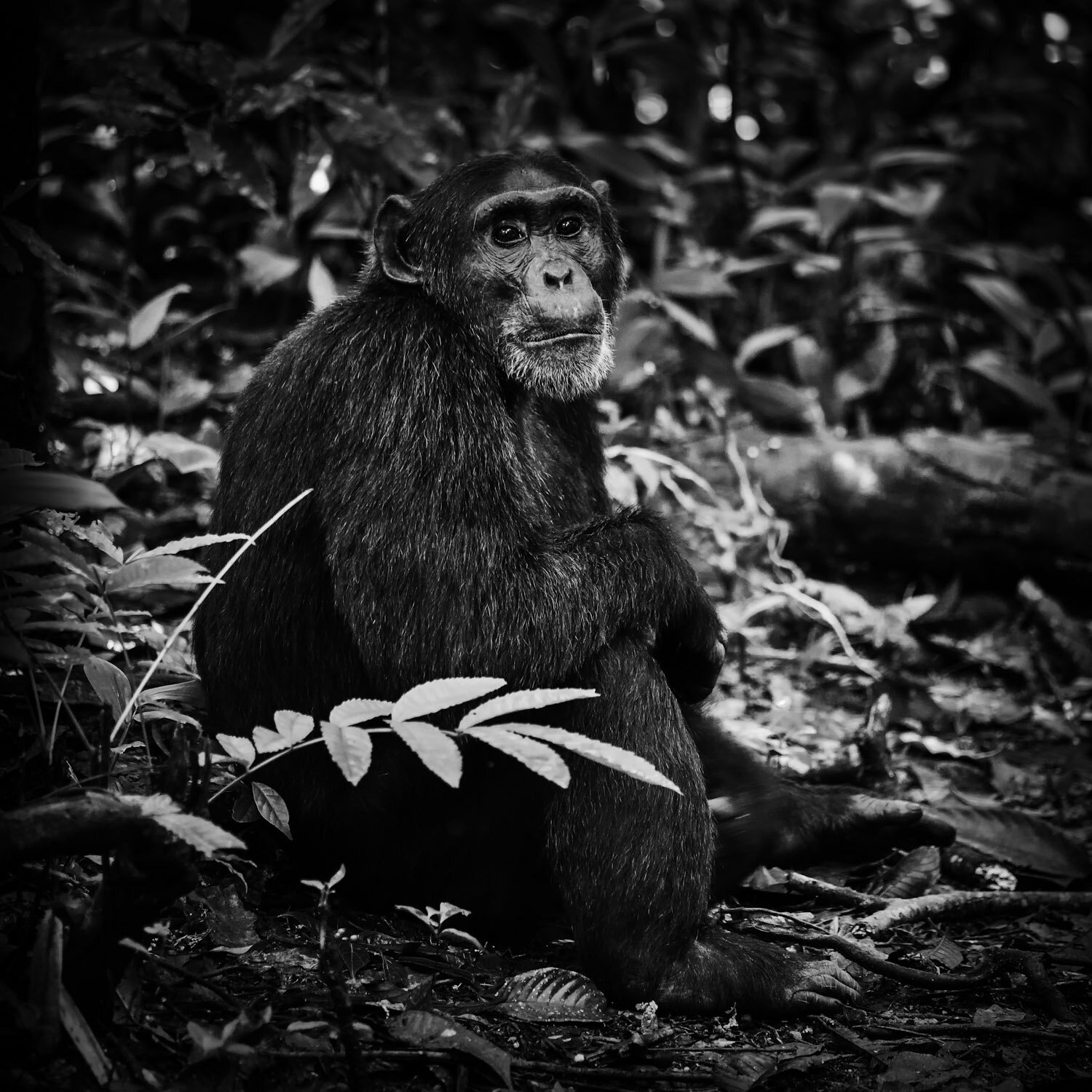 _-Wildlife-Gallery-Apes-6.jpg