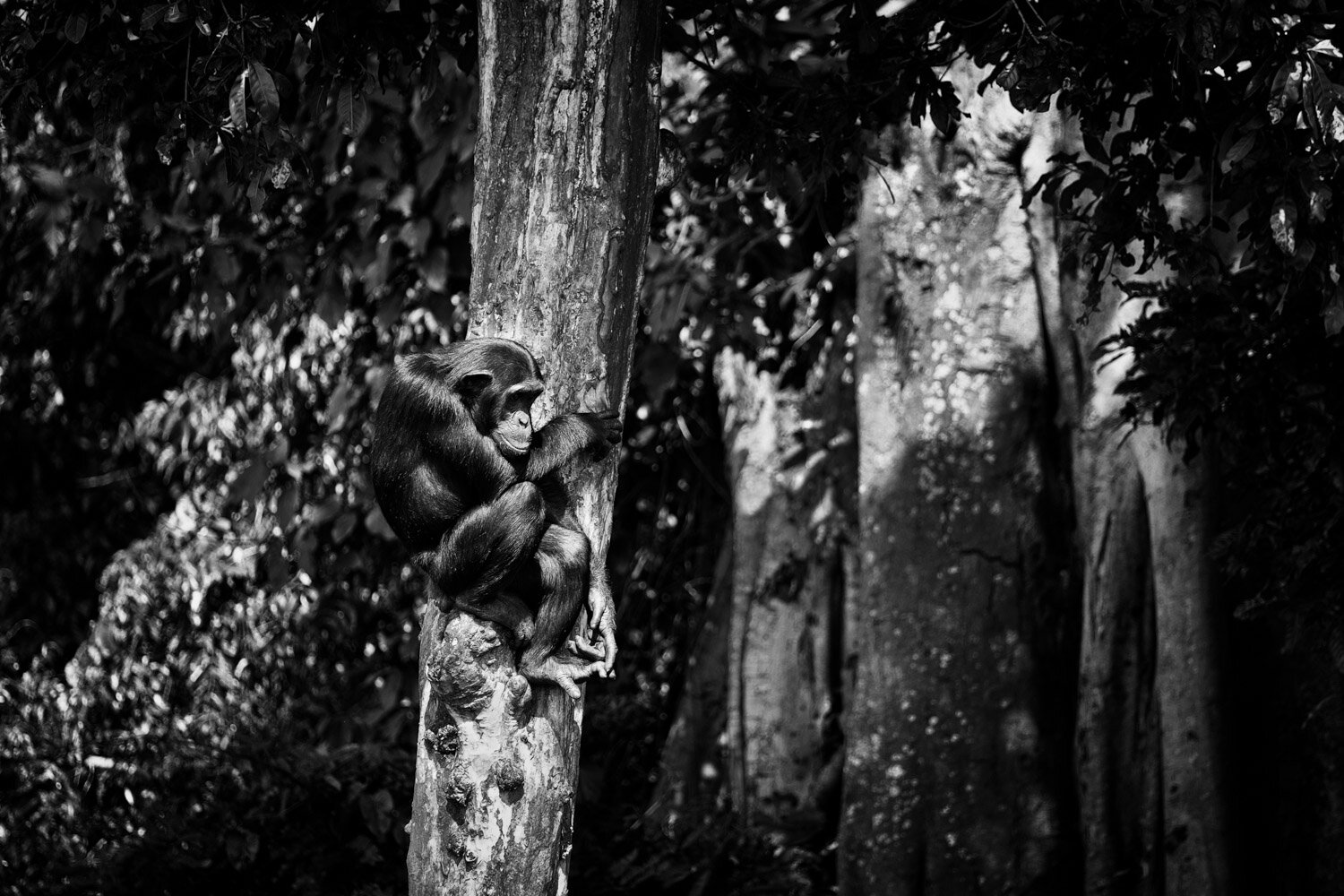 _-Wildlife-Gallery-Apes-8.jpg