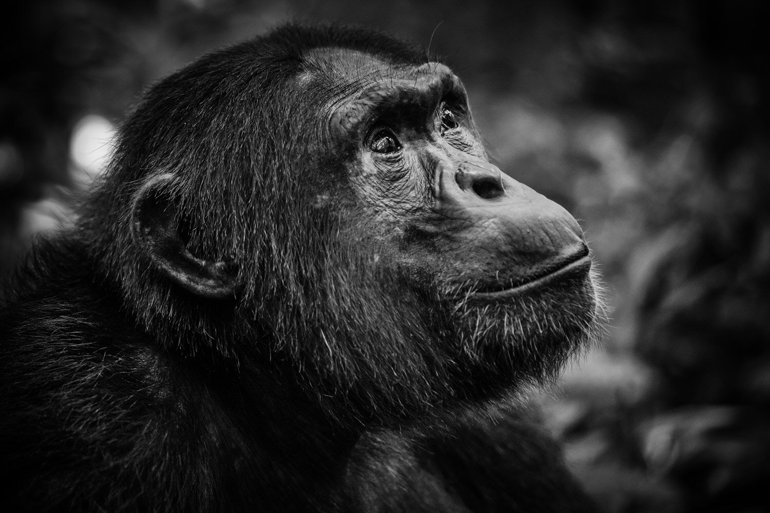 Chimpanzee-Portrait.jpg