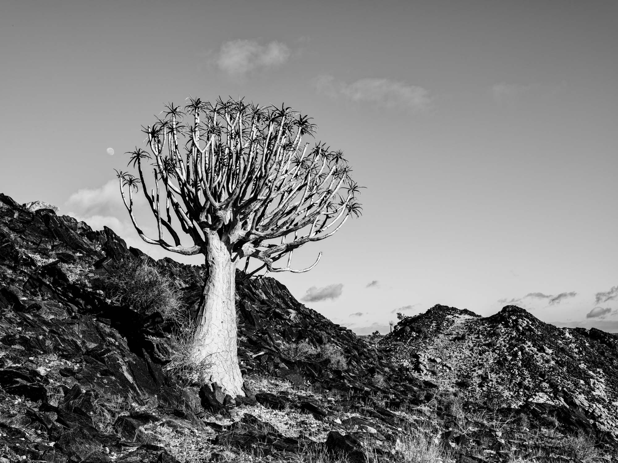 Quiver Tree and the Moon | Black and White Art