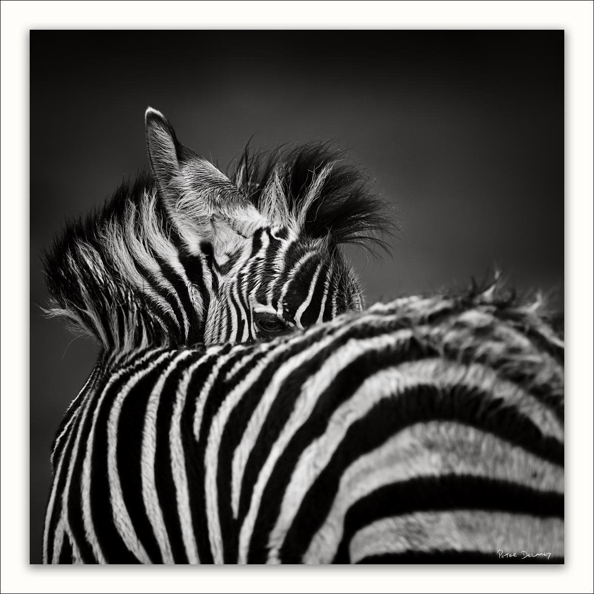 Wildlife Fine-Art Prints | Black and White Wild Art Photography