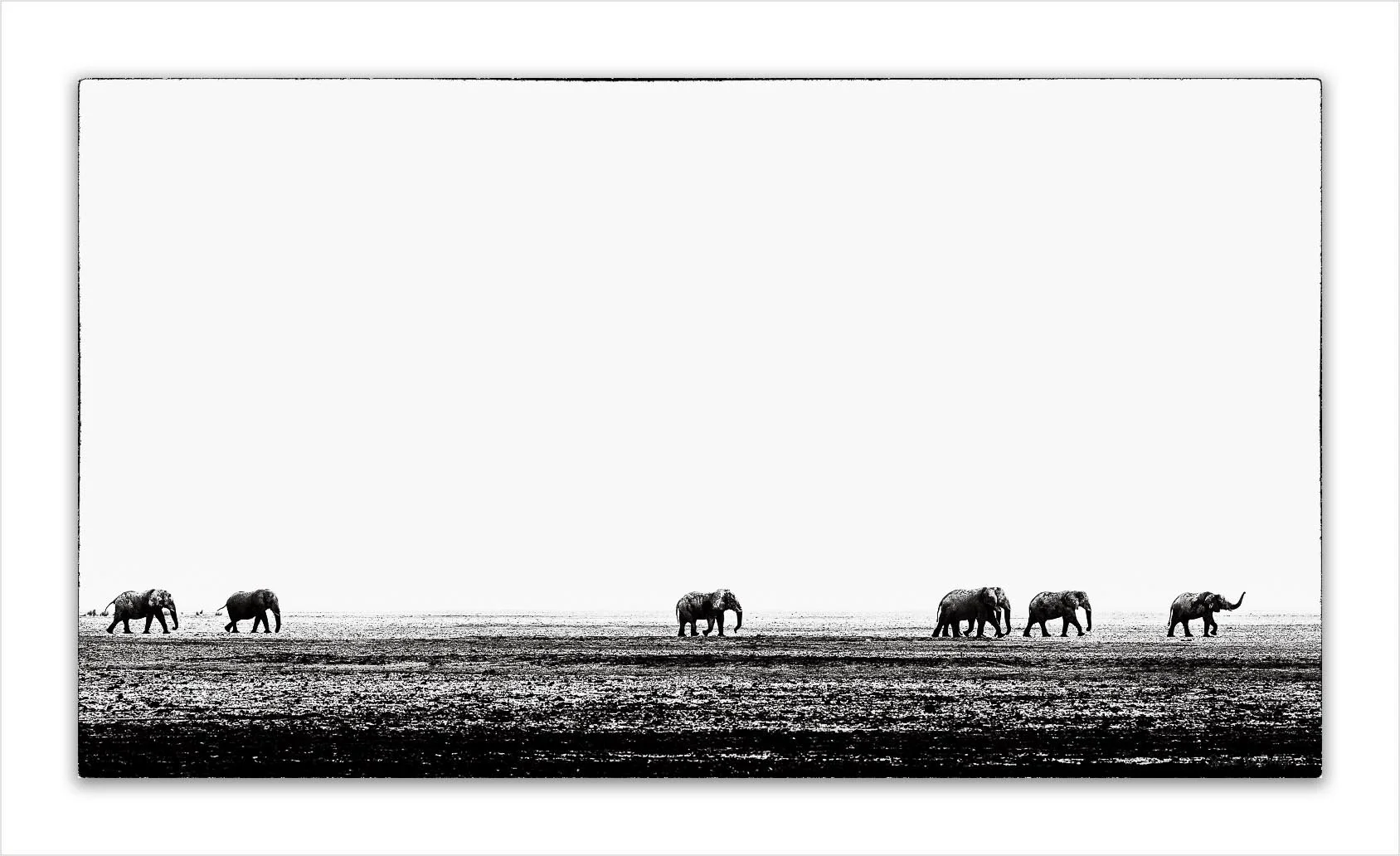 Seven bull elephants crossing the vast, desolate landscape of Etosha Pan, Namibia