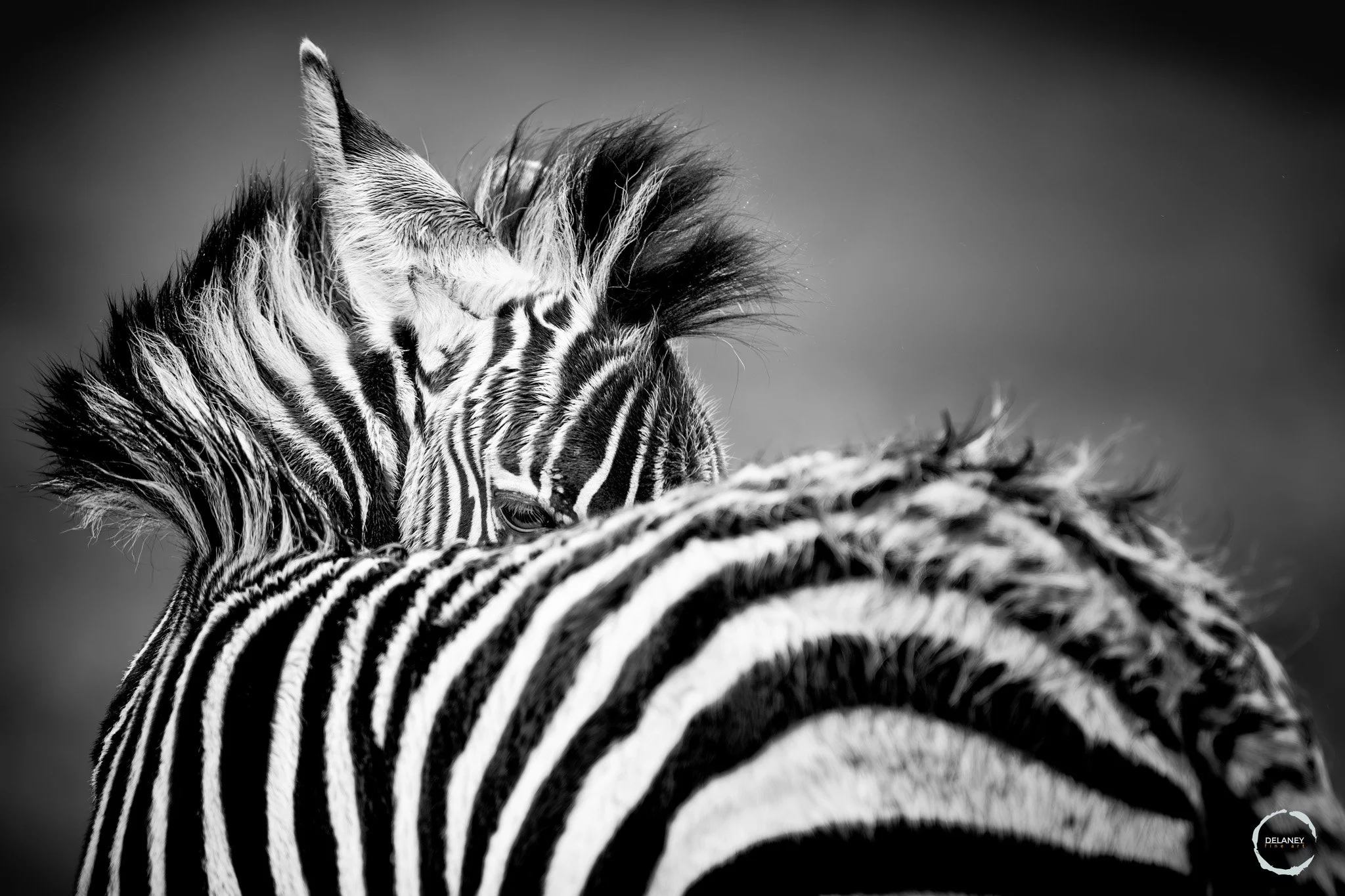 Black and white fine art print of a zebra foal glancing back over its shoulder in the rain