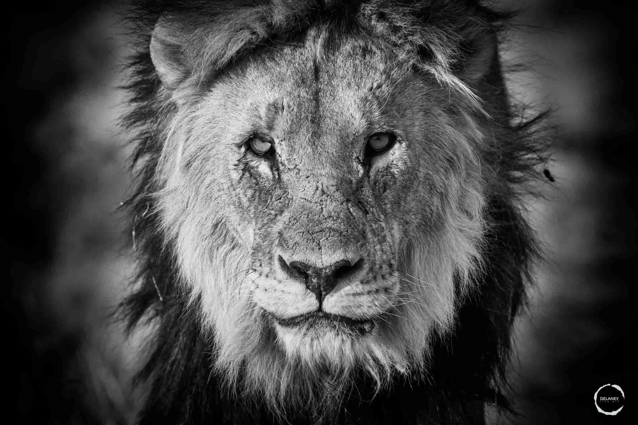 Black and white fine art photograph of a Kalahari black-maned lion on the hunt, Masai Mara — Peter Delaney Wildlife Photographer of the Year