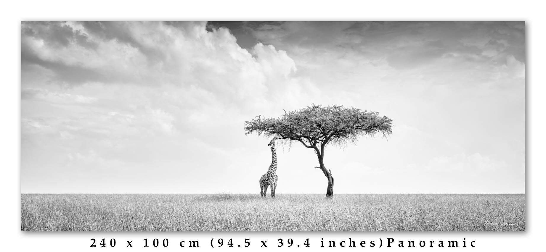 Camelopard-Pano-2.4-1-final-edit.jpg