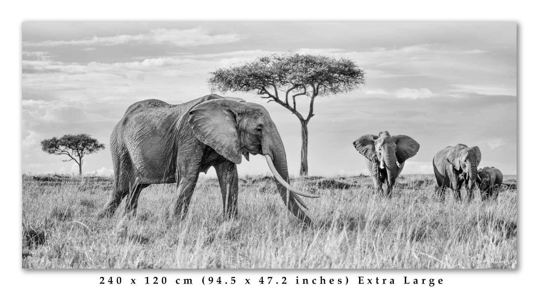 Matriarch-and-Family-2025-Crop-2-1-crop-text.jpg