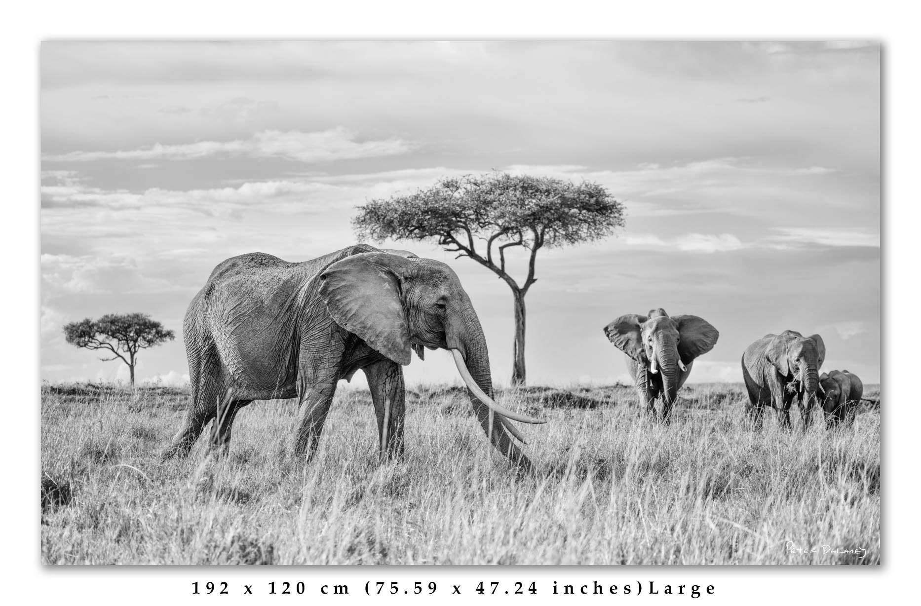 Matriarch-and-Family-2025-Crop-16-10-crop-text.jpg