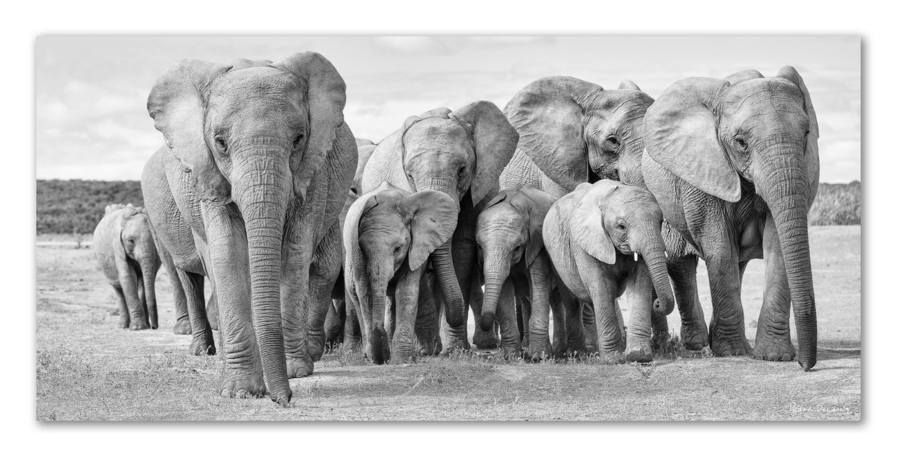 Elephant Family Ubuntu 2025 Nik 8 Re-sharpen version 2.14 pano June 2025.jpg