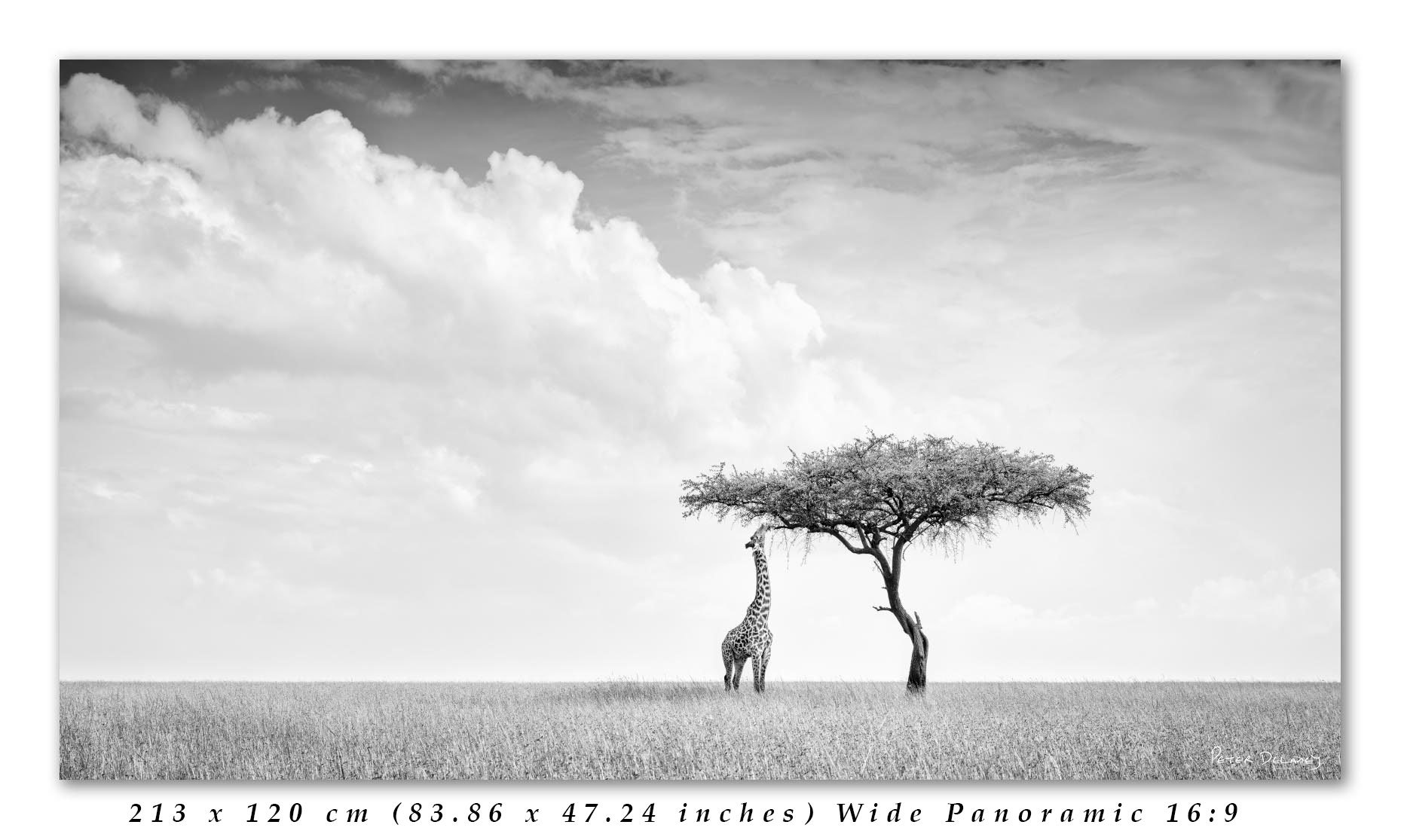 Camelopard-16-9-June-2025-Final-Edit-text.jpg