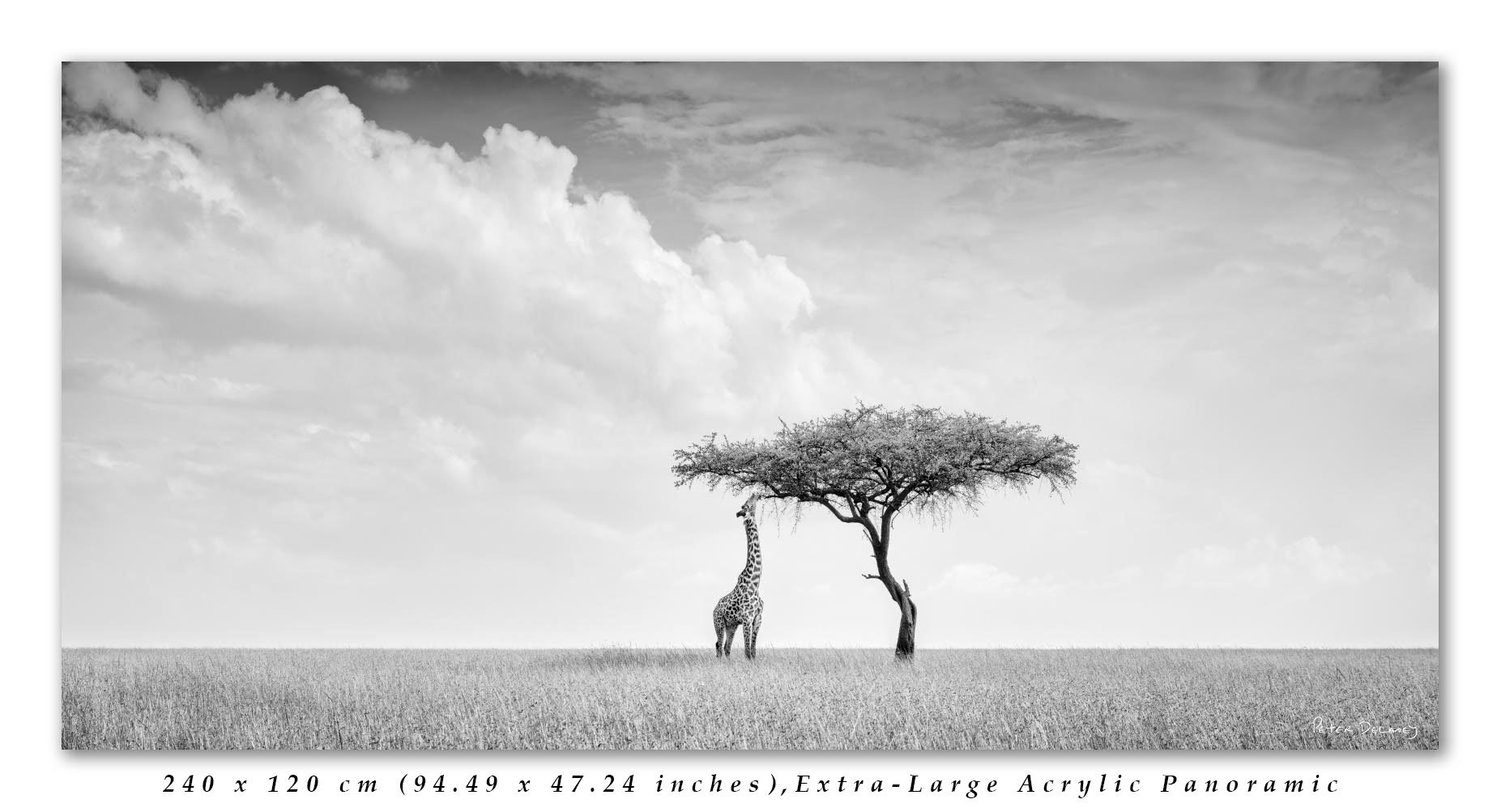 Camelopard-Master-Print-2-1-2025-final-edit-text.jpg