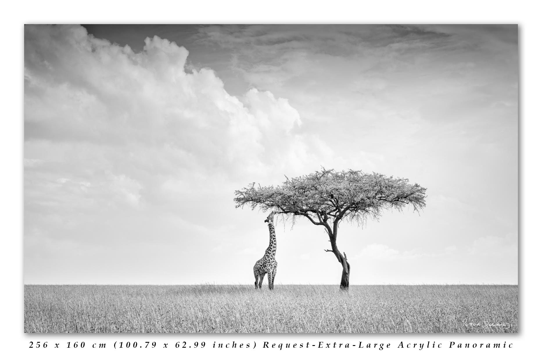 Camelopard-Master-Print-16-10-2025-final-edit-text.jpg