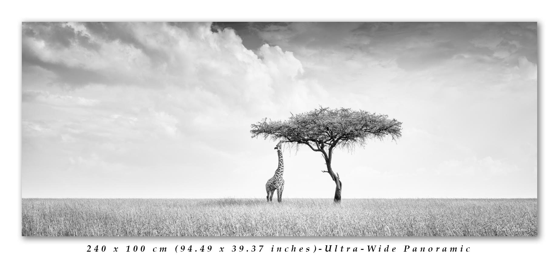 Camelopard-Pano-2.4-1-final-edit-text.jpg