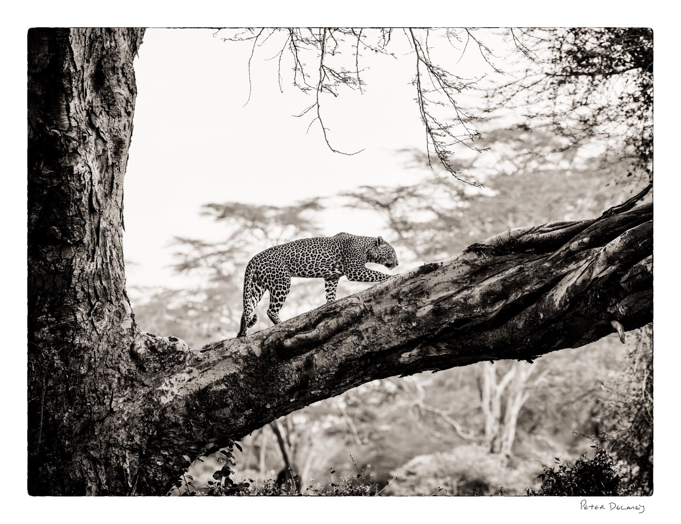 Why Is the Fever Tree Leopard One of Africa’s Rarest Fine Art Prints?