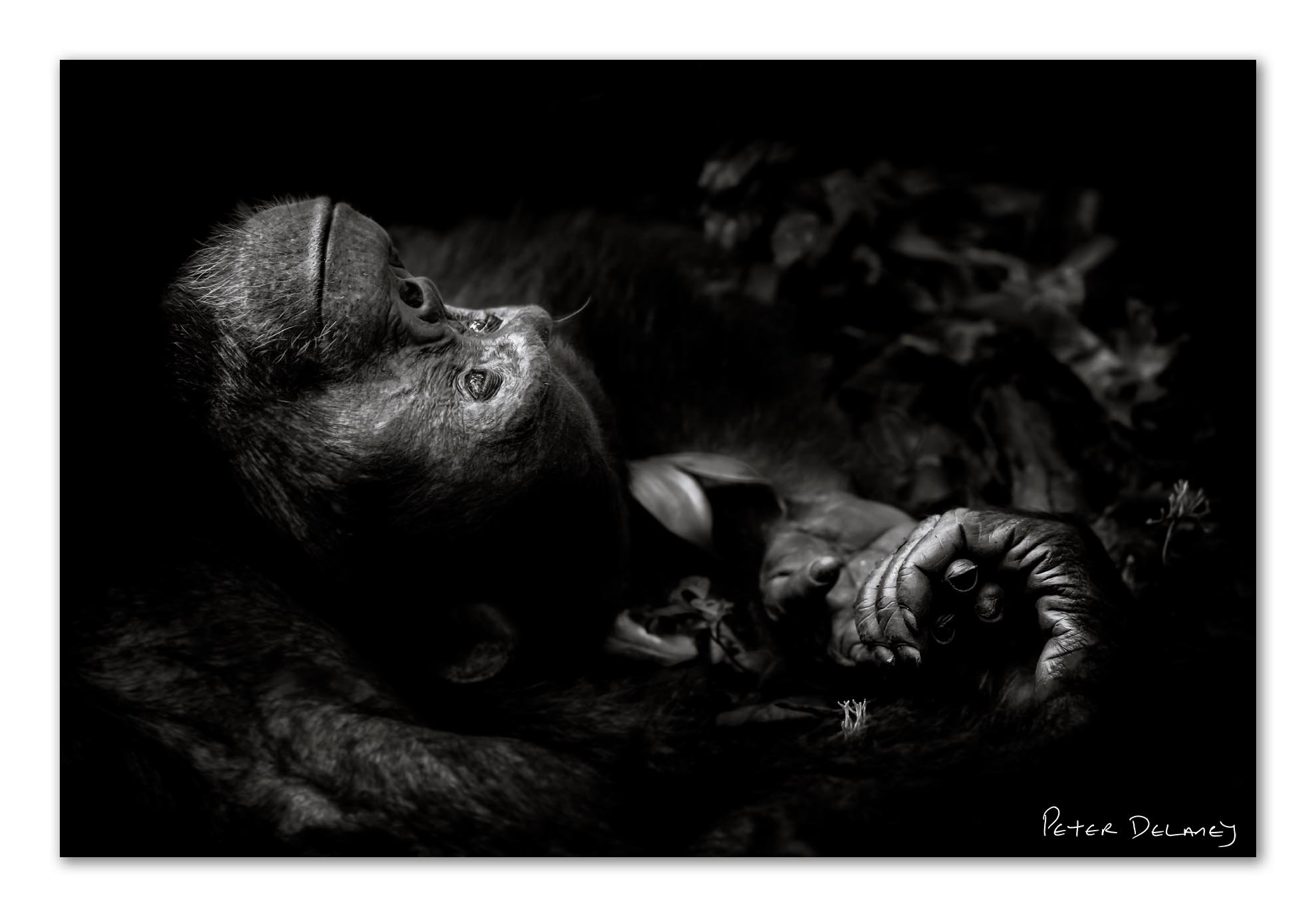 What Is the Best Chimpanzee Photo Ever Taken?