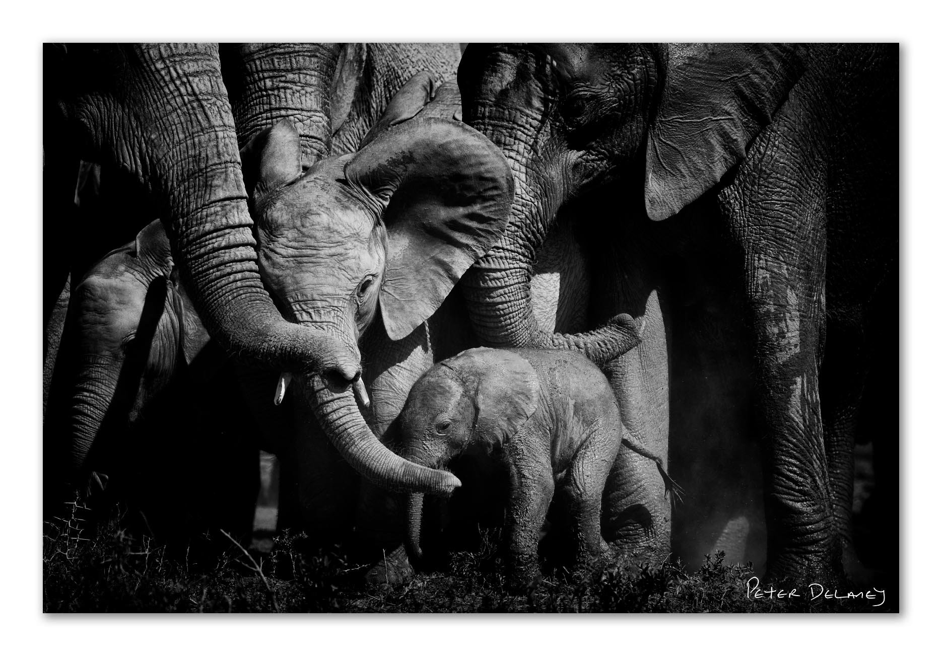 What Is the Most Touching Elephant Family Photo Ever Taken?
