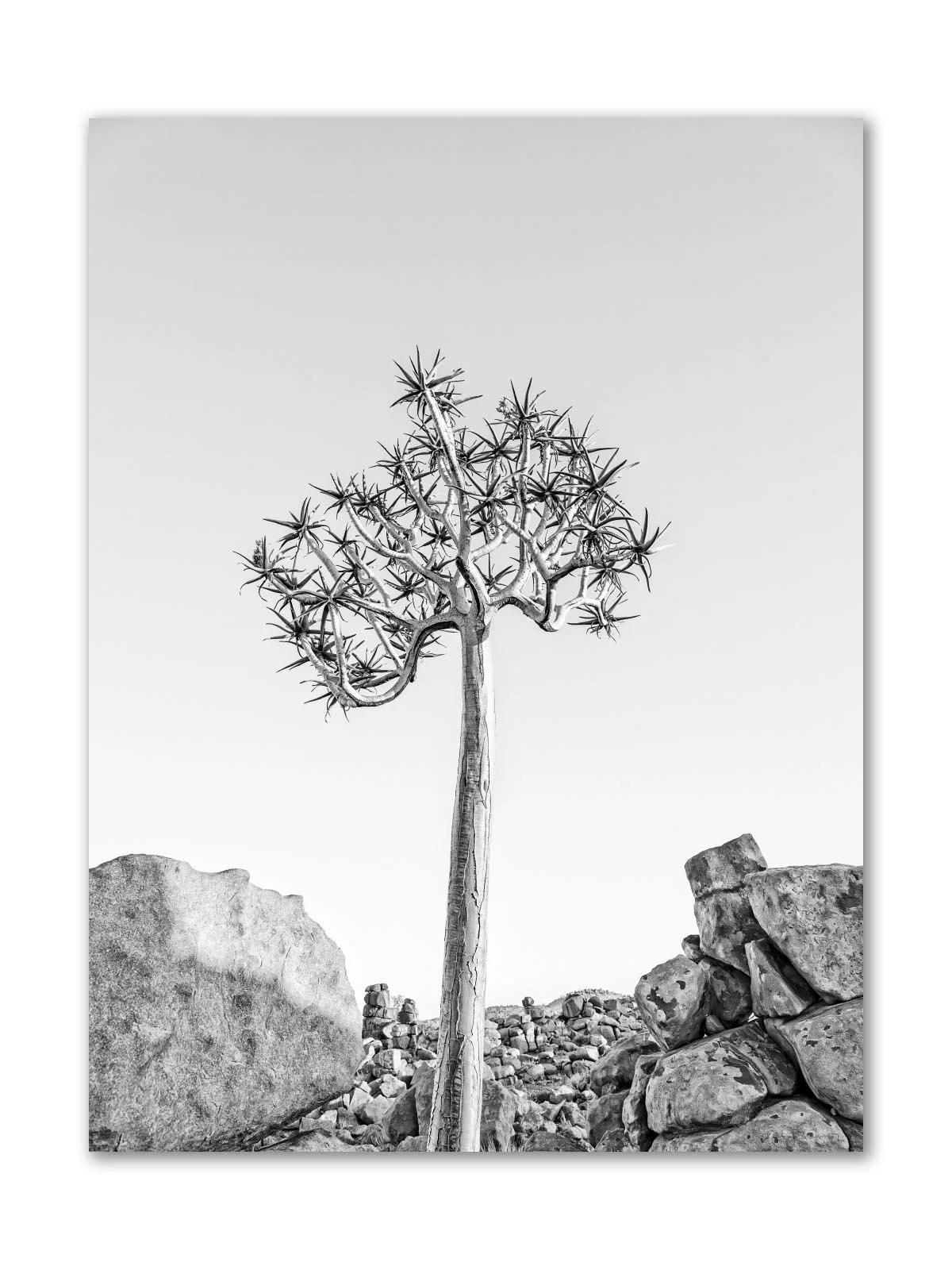 Quiver Tree Portrait-high pass 2025.jpg