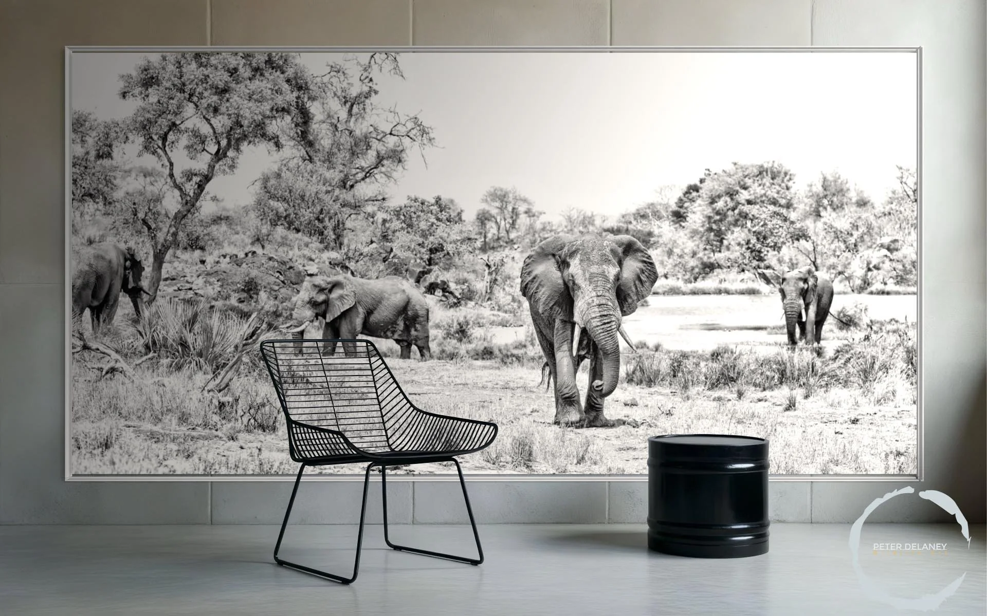 Why I Choose Acrylic: Presenting the Soul of the Wild in its Truest Form